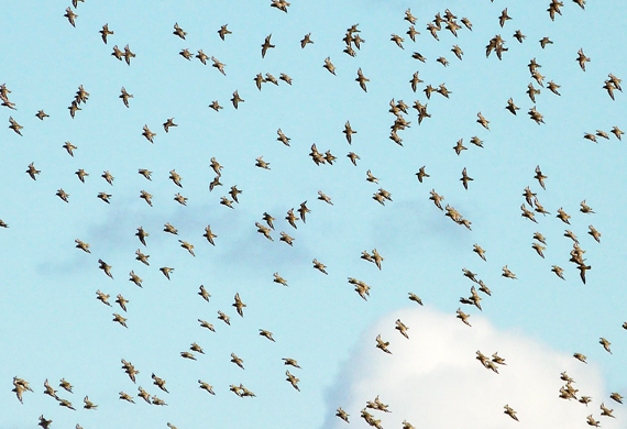 Shorebirds in flight, by Michael Werndly